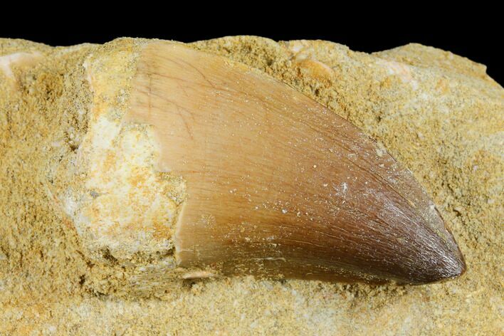 Mosasaur (Prognathodon) Tooth In Rock - Morocco #179283